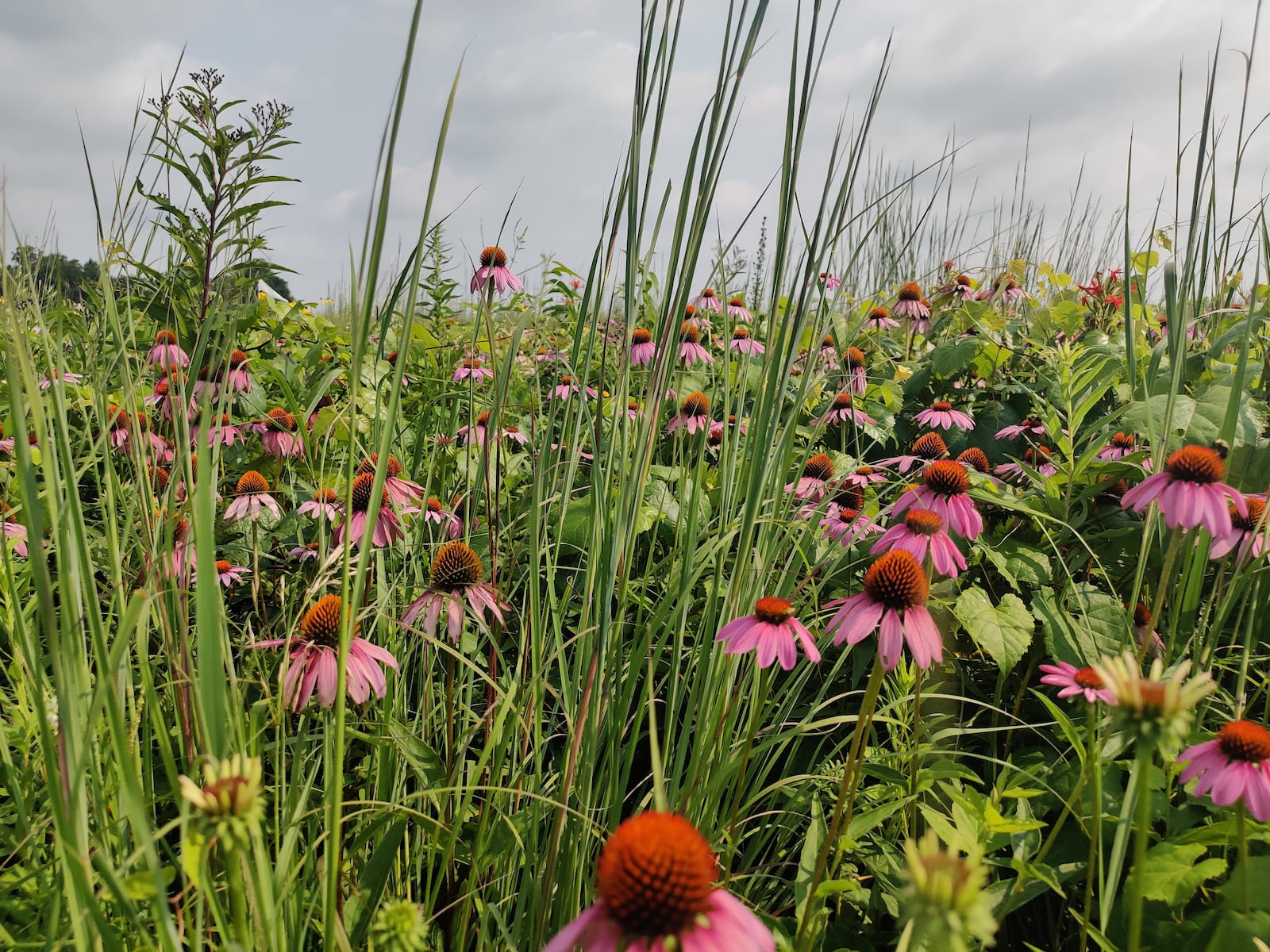 Flowers at Huffman Prairie. Contributed by Five Rivers MetroParks