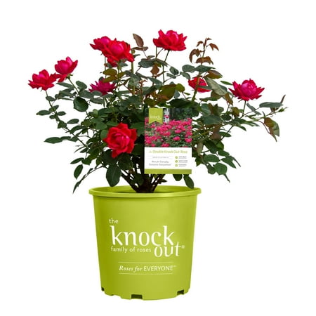 The Red Double Knock Out rose With Vibrant Cherry Red Blooms