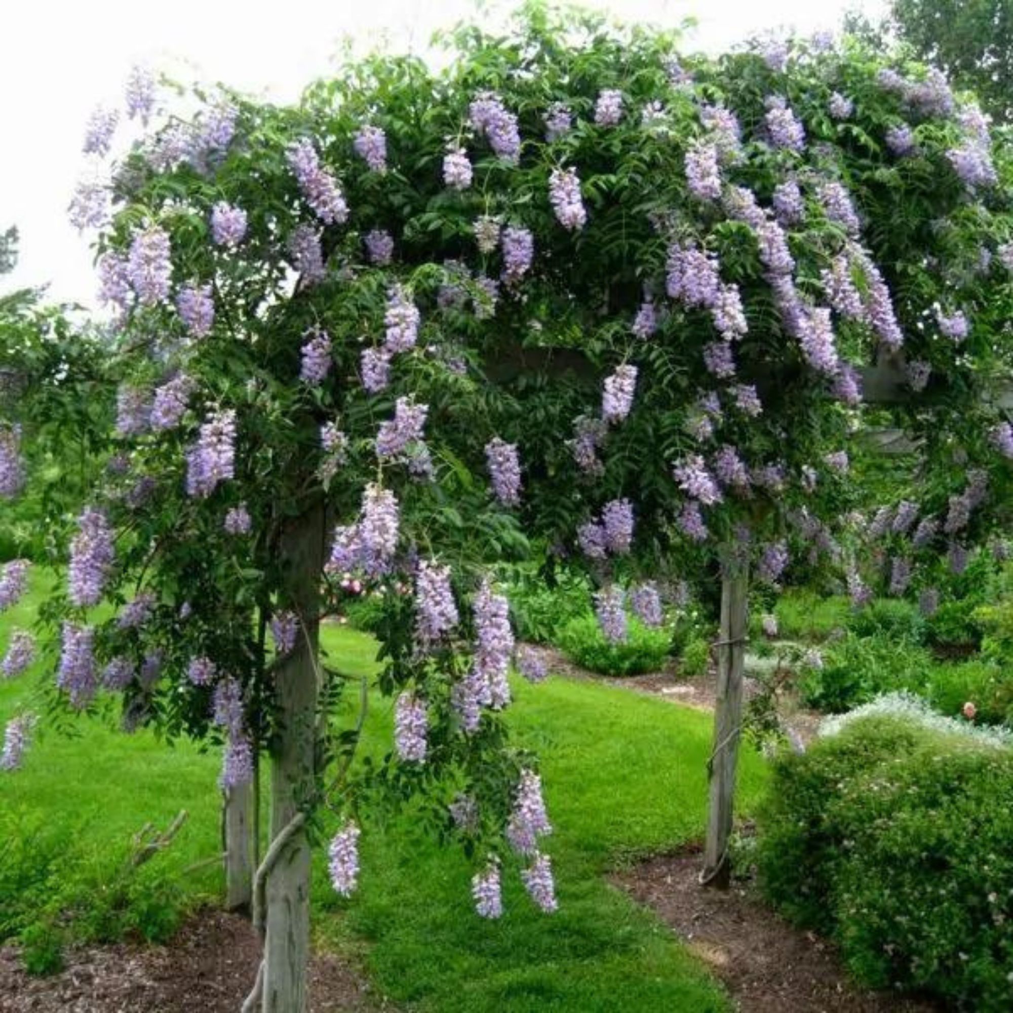 Wisteria