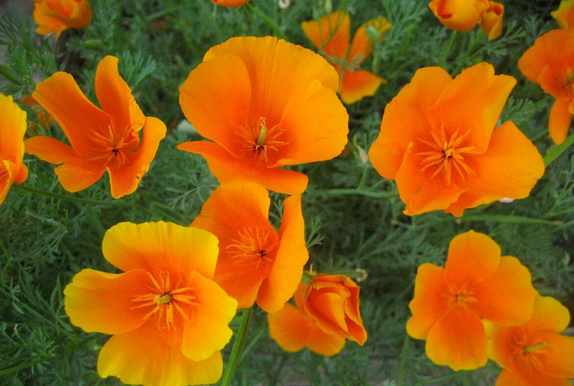 7 of the Best California Native Plants for Container Gardens