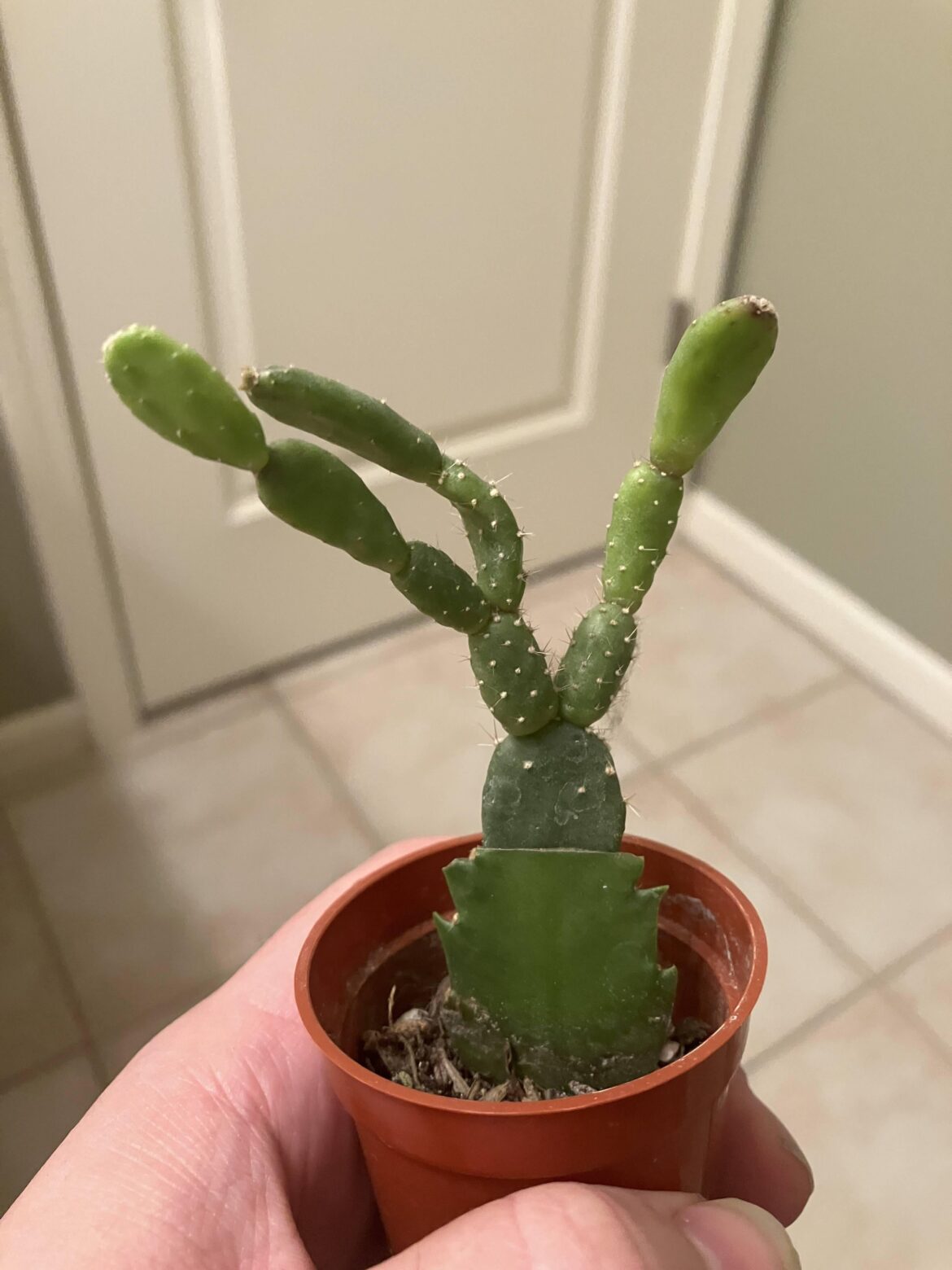 Does this qualify as rare?