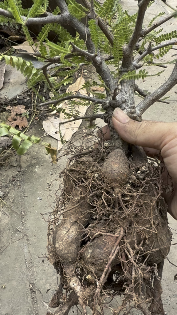 O hyphaenoides rootporn