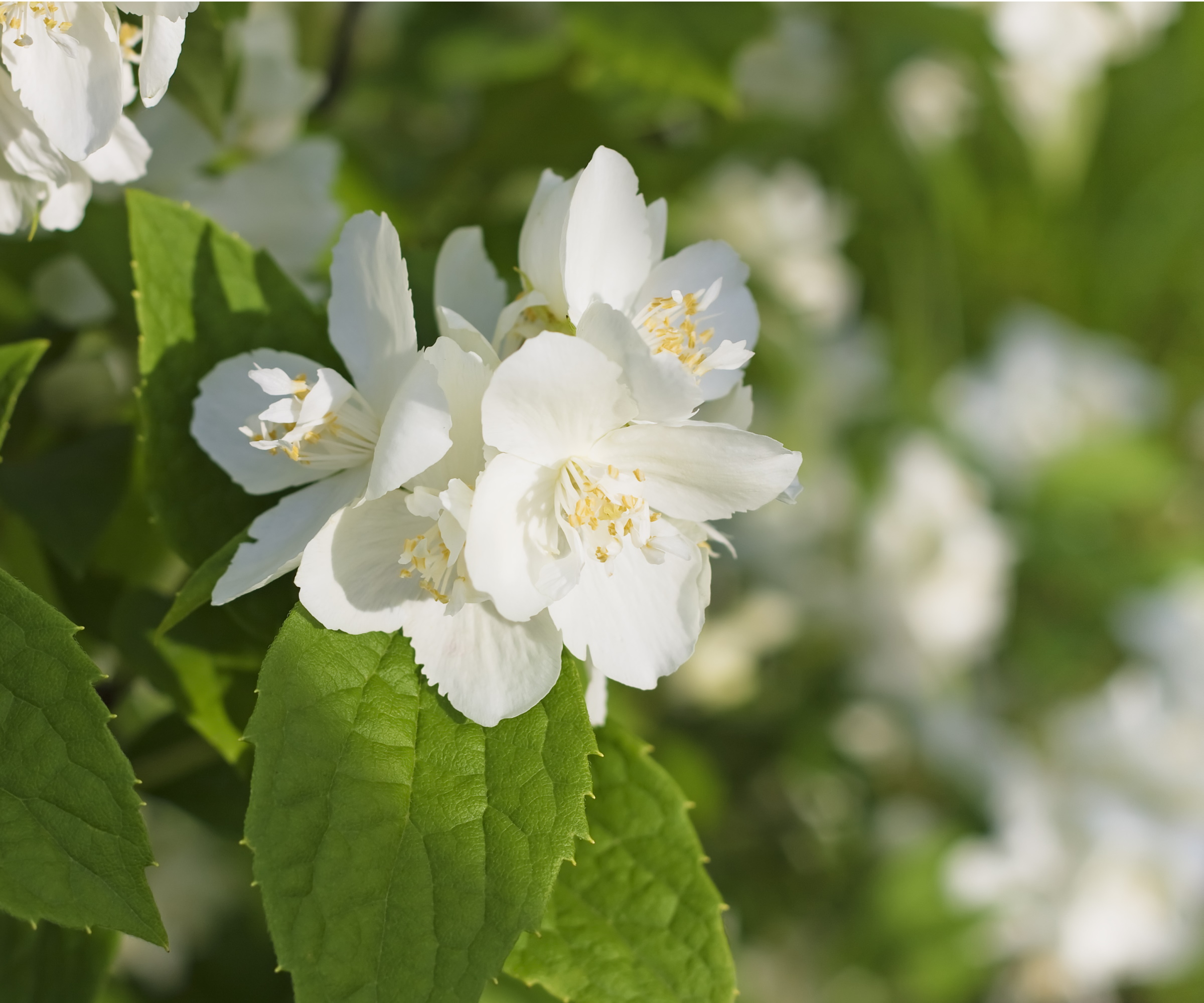 Mock orange bush