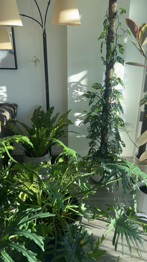 My sunroom in Scottsdale