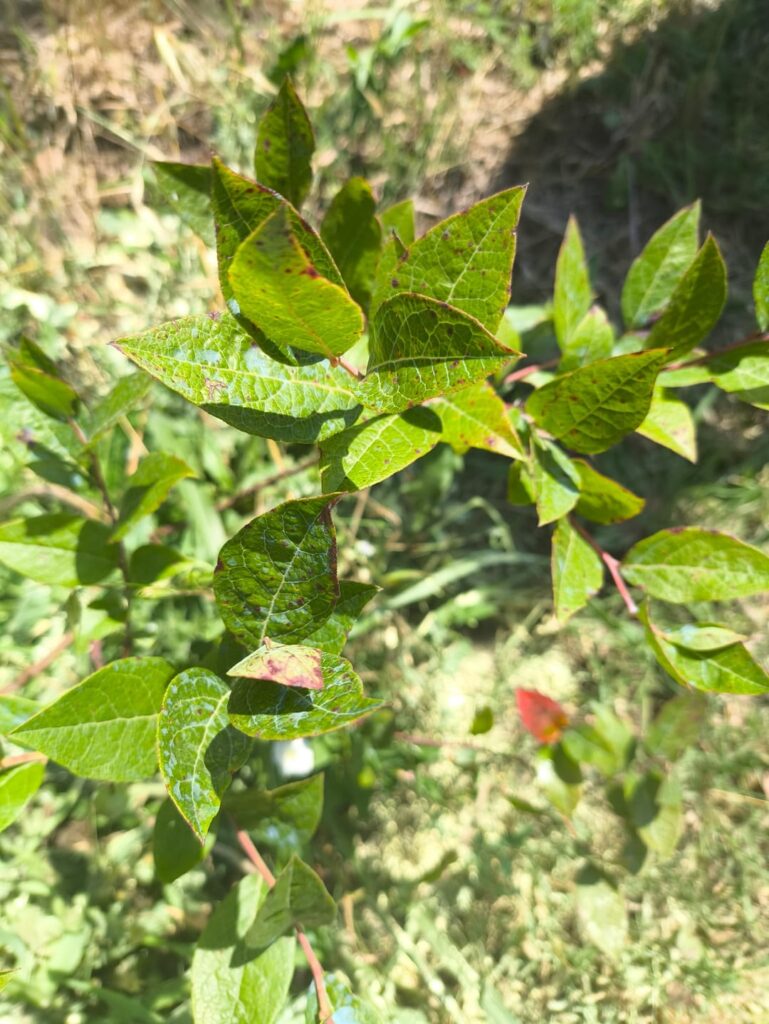 Help my blueberry