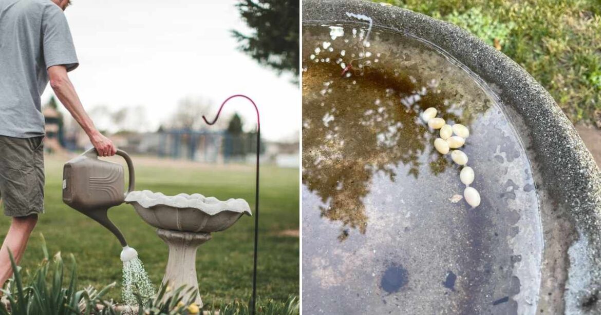Gardener Notices Tiny Eggs in Their Bird Bath — Now Fellow Birders Issue Warning to Remove Them Gardener Notices Tiny Eggs in Their Bird Bath — Now Fellow Birders Issue Warning to Remove Them