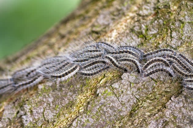 The Oak Processionary Moth