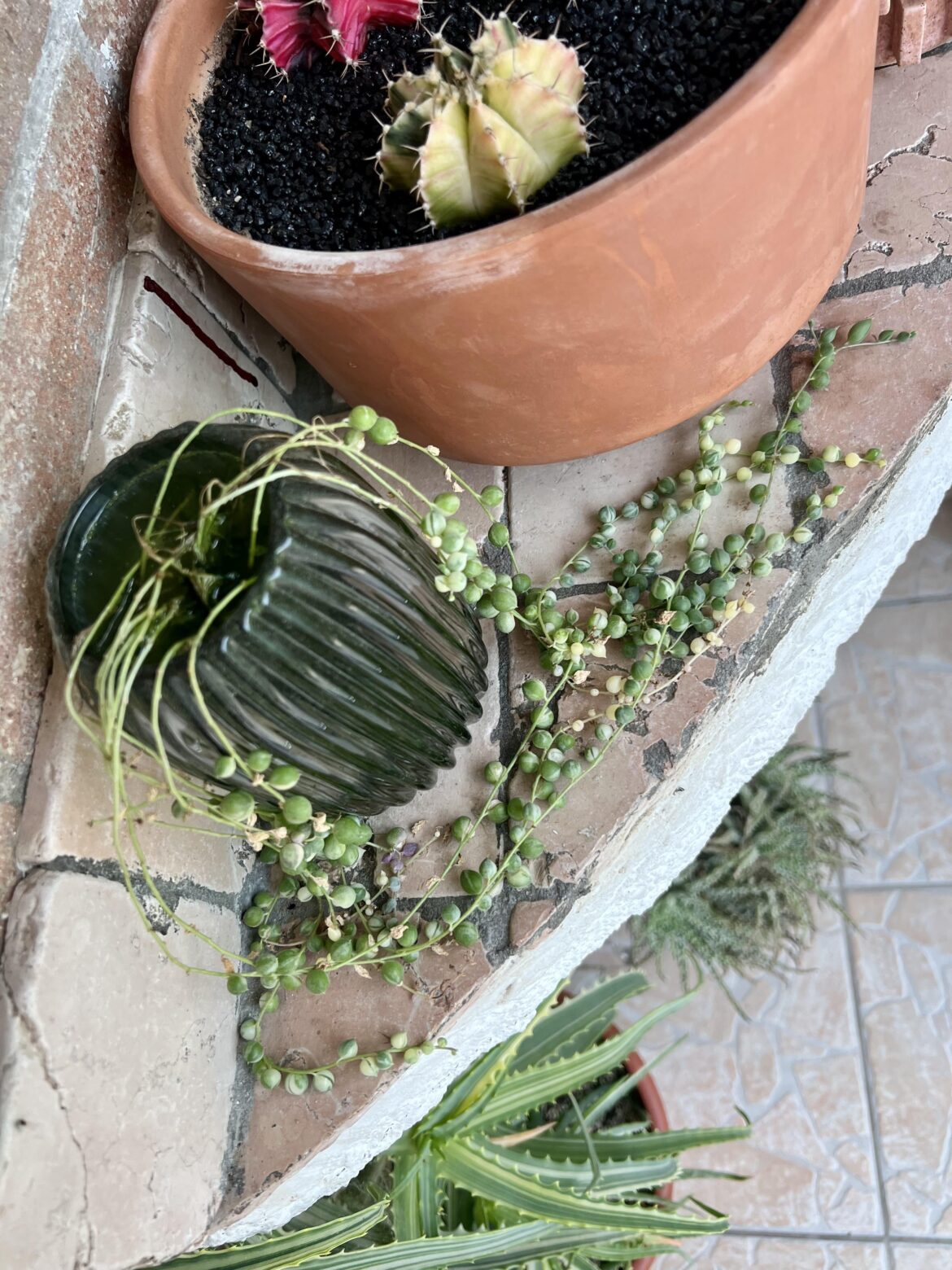 The only way I found to keep it alive is full hydro 🤷🏻‍♂️ I want to prop them at first, but it ended up thriving in water