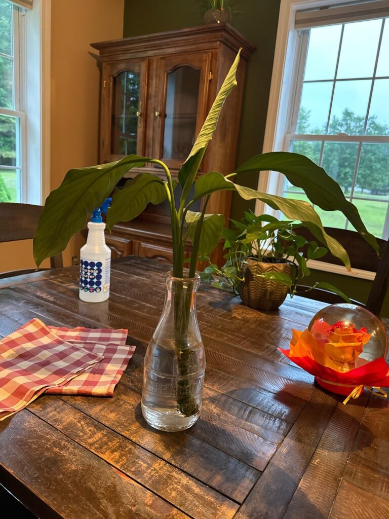Help me save my peace lily!l