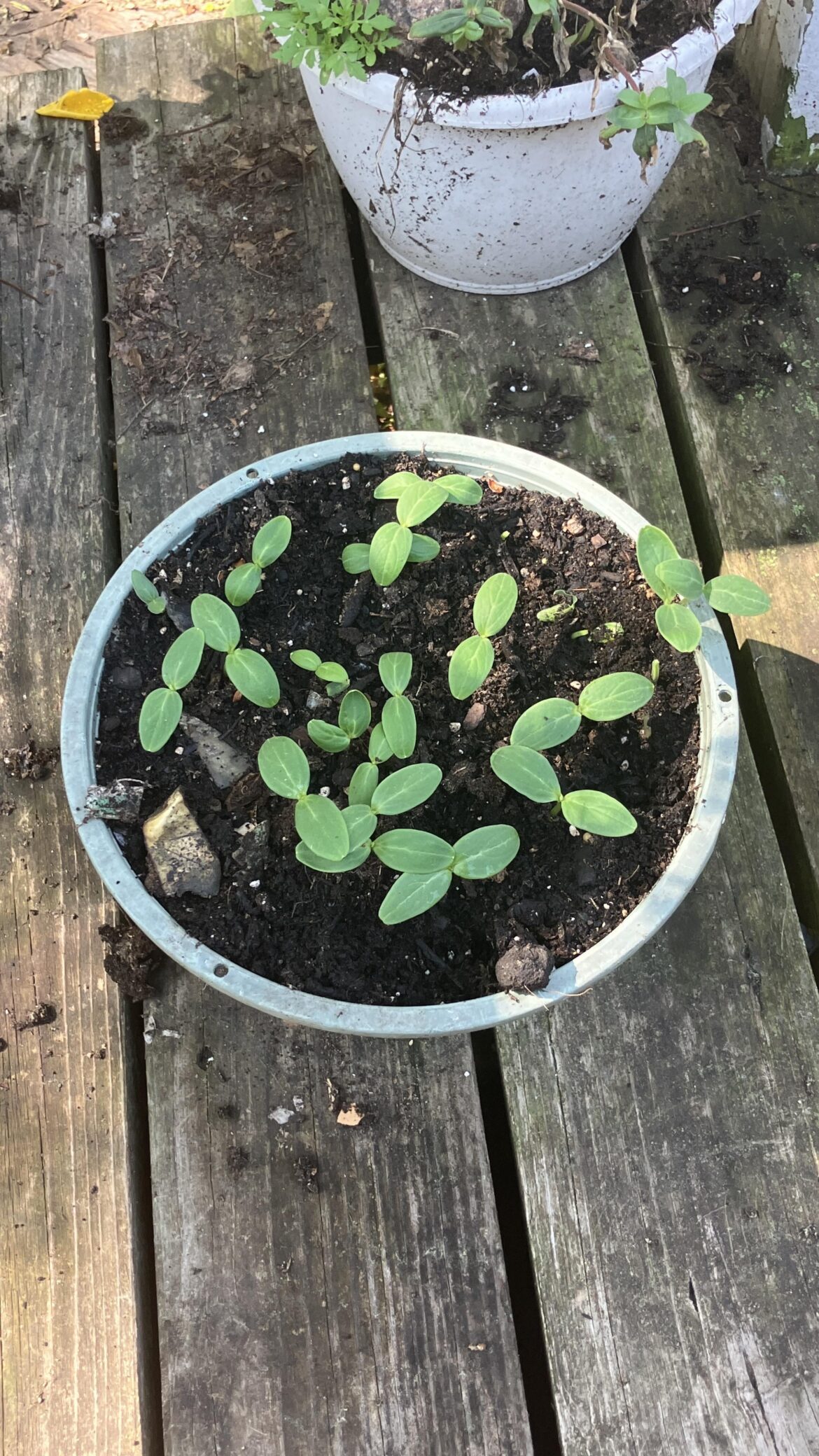 Here are my cucumbers