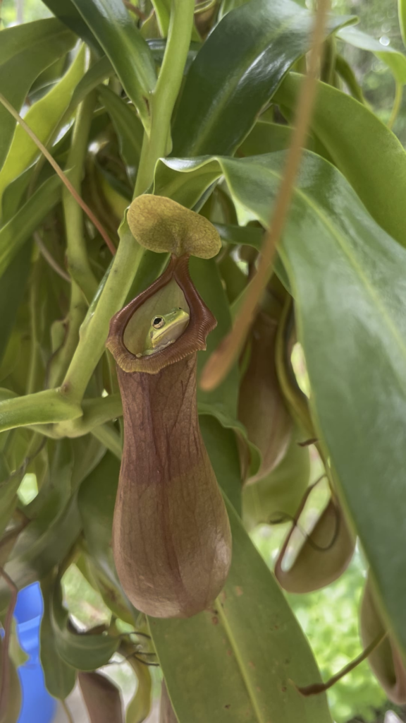 My plant and frog(s)