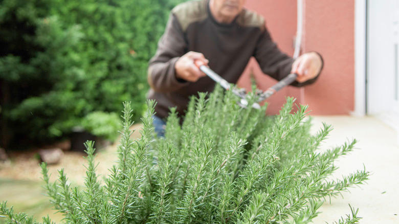 A gardener clipping a large rosemary bush in the garden near the house