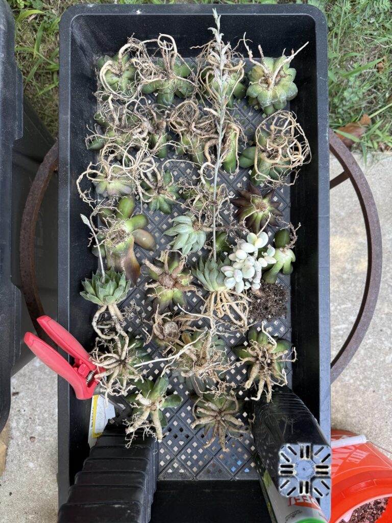 A few repot