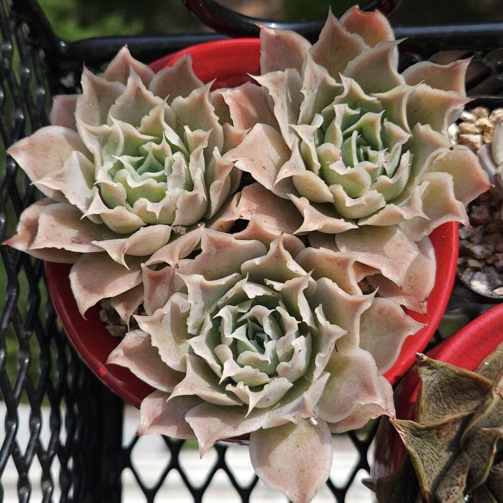Echeveria simulans [Echeveria simulans Rose, 1905]
