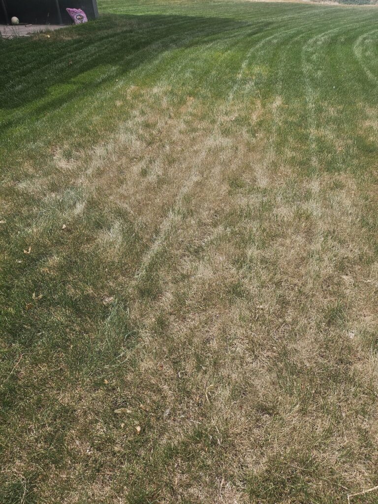 Lawn care said this is fungus and no way to treat it