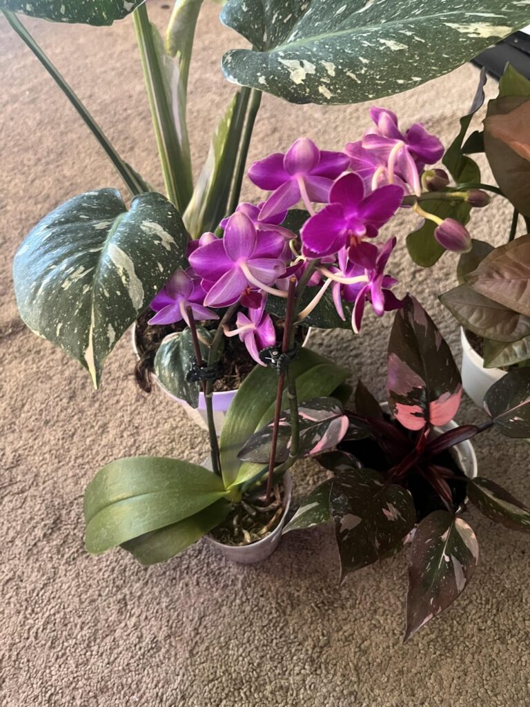 My boyfriend bought me 3 of my dream plants😭 My boyfriend bought me 3 of my dream plants😭