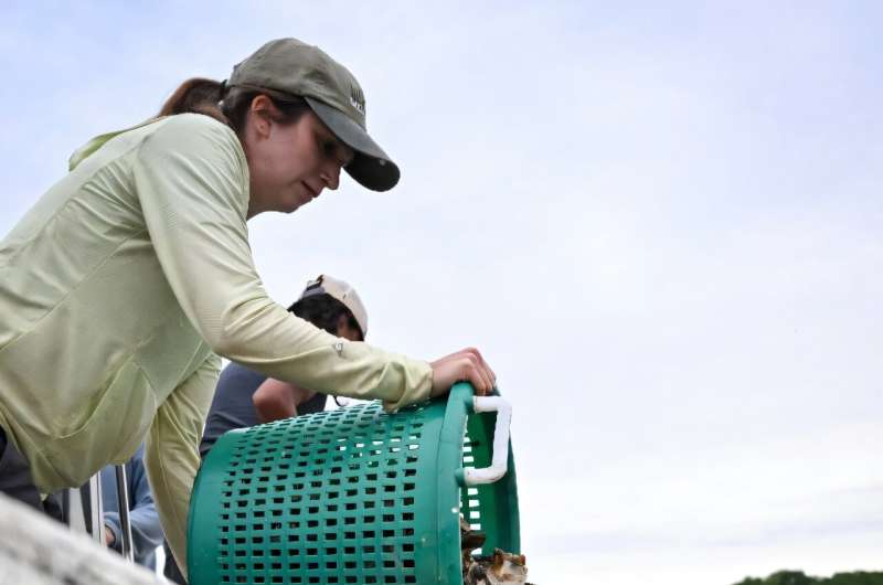Adelle Thrush, an intern with the Chesapeake Bay Foundation, helped dump a bucket of oysters into the water