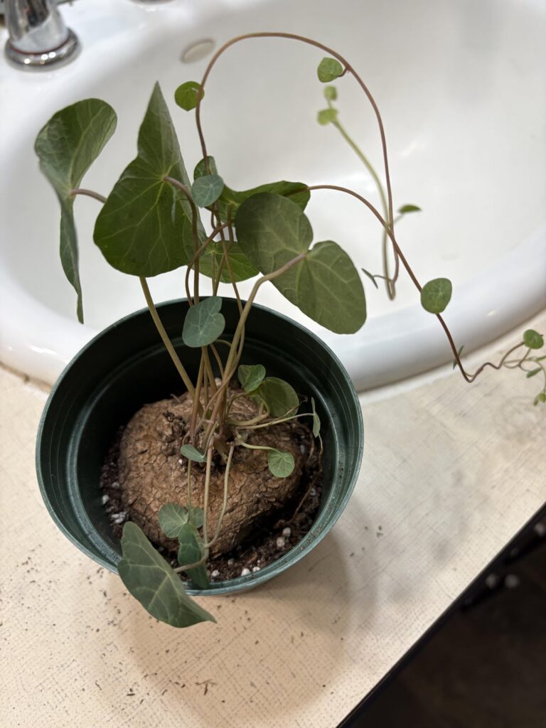 Knocked my Stephania Cepharanta out of its pot. Do I need to do anything to help it?