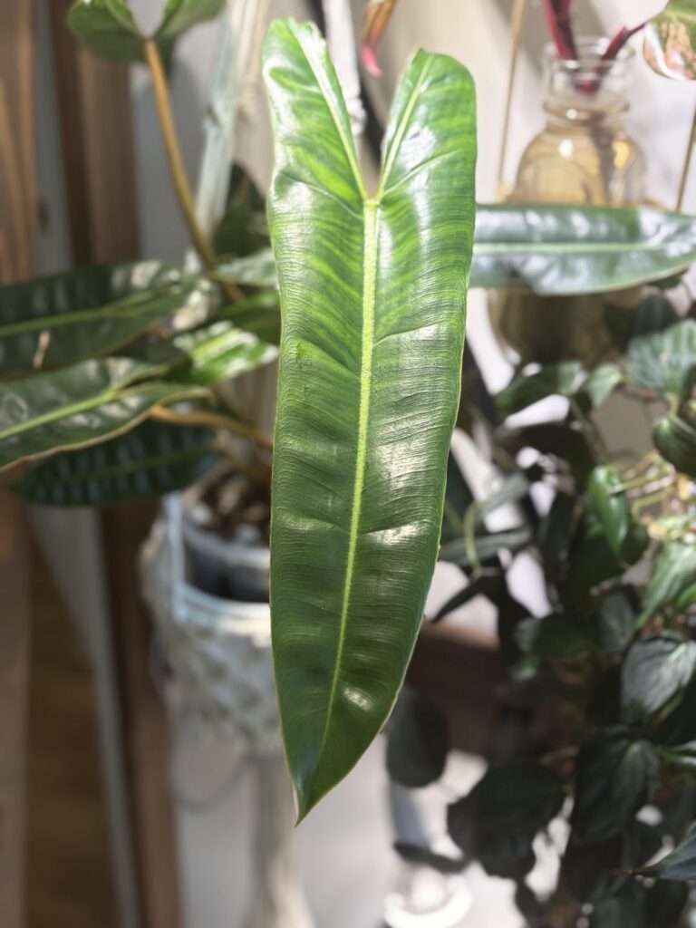 Normal to have semi stripes? Normal to have semi stripes?