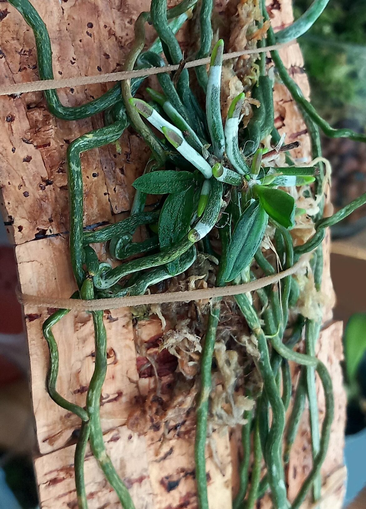 Rare sight: my "leafless" orchid (chiloschista) grew the tiniest leaves