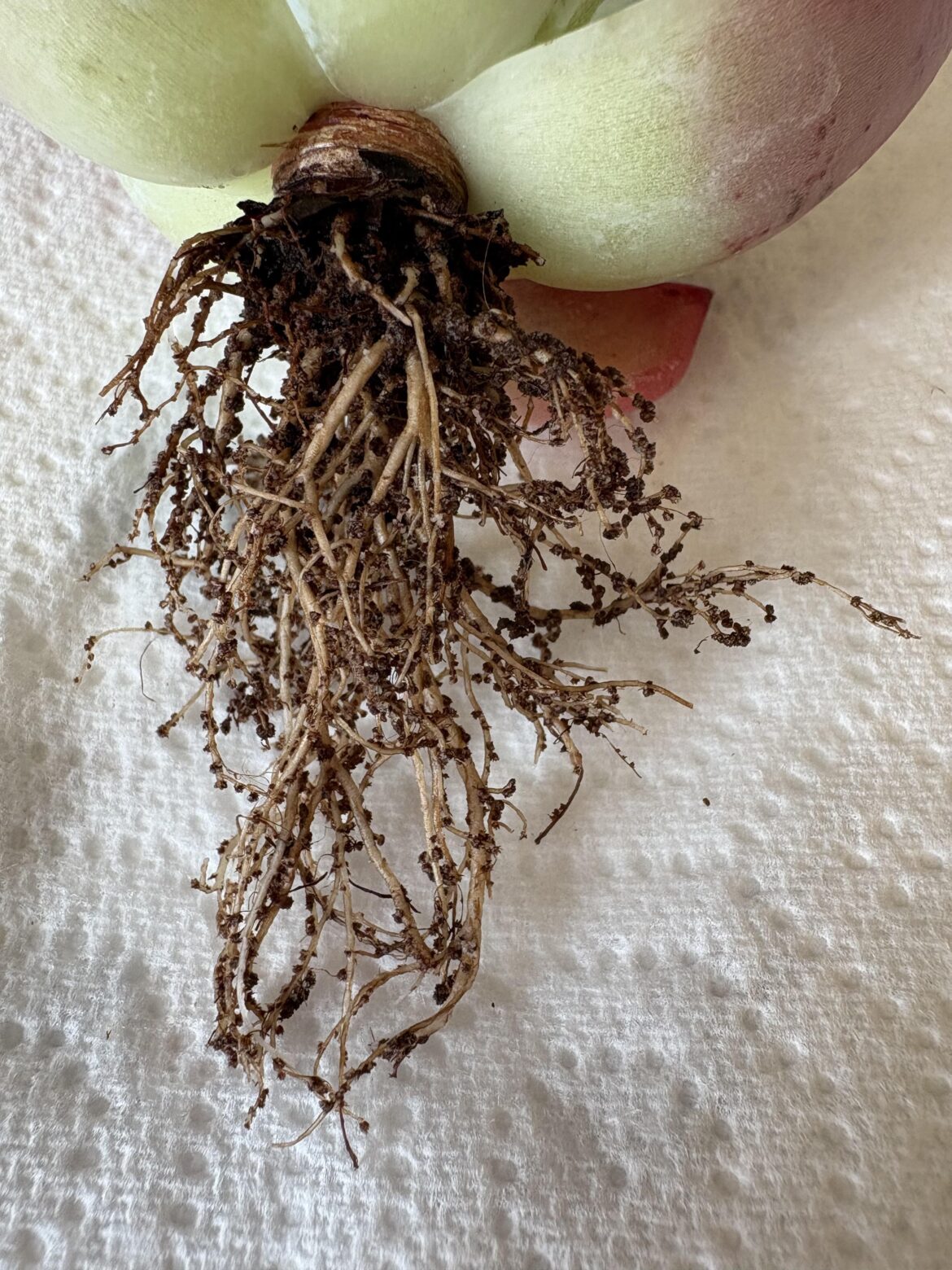 Do these roots look healthy?