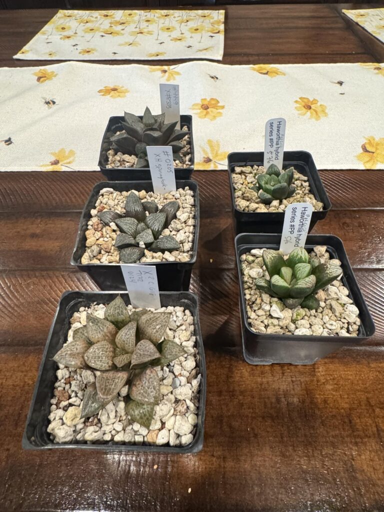 First time at the SFSCS Expo First time at the SFSCS Expo