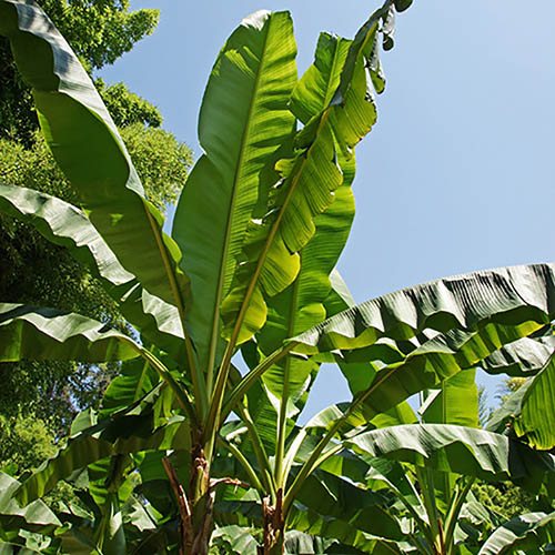 Japanese banana plants with large green leaves.
