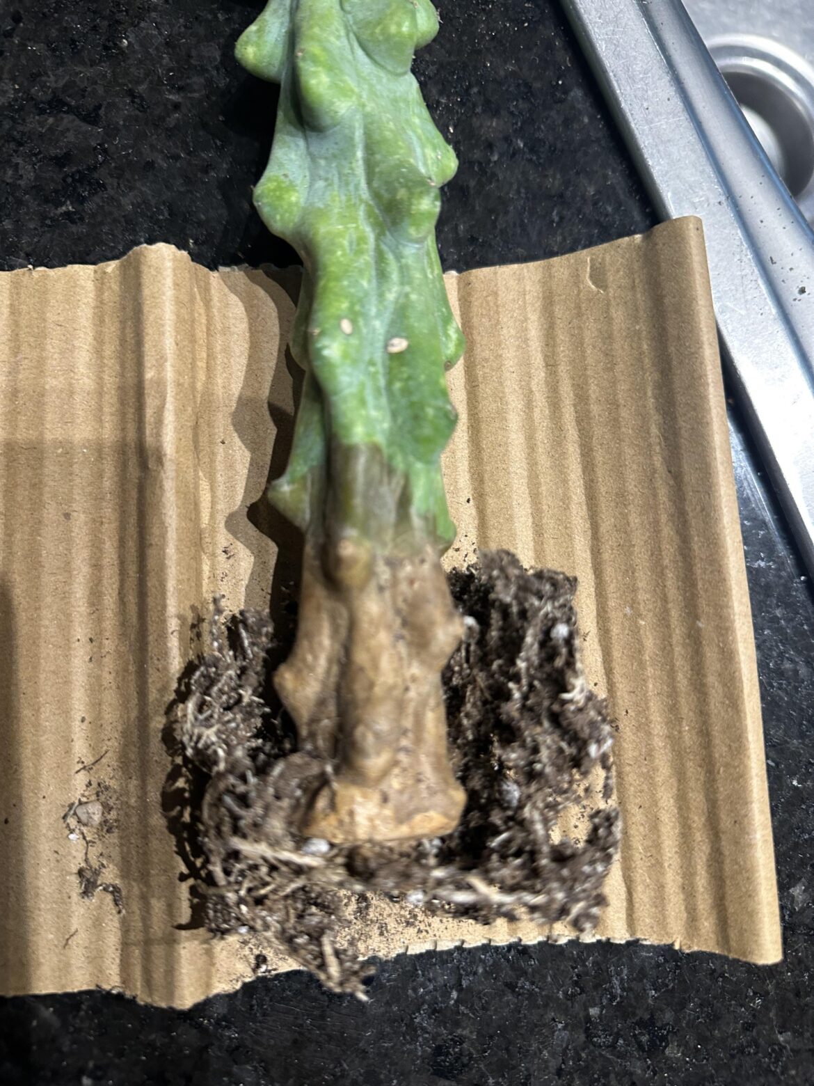 What’s wrong with my boobie?