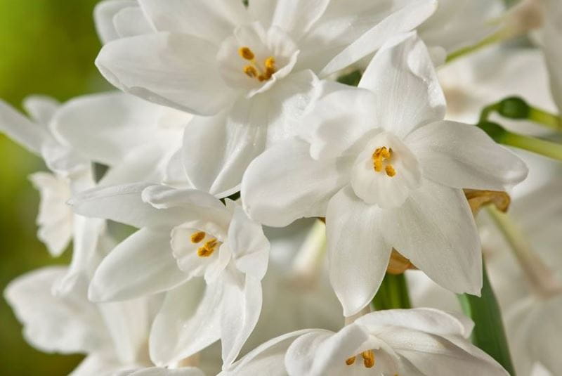 close up on lilies 