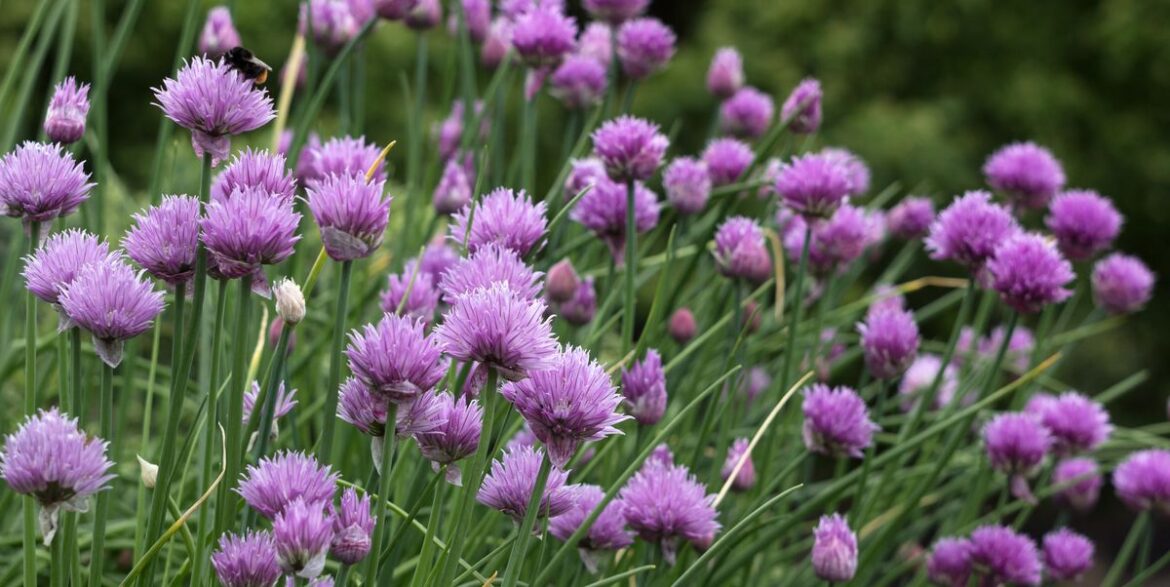 The BEST Way to Grow Chives to Keep Them Thriving All Summer Long The BEST Way to Grow Chives to Keep Them Thriving All Summer Long