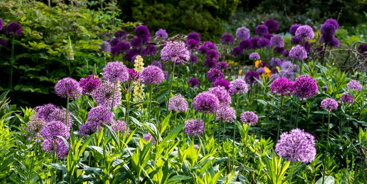 11 Self-Seeding Flowers That Practically Grow Themselves Search