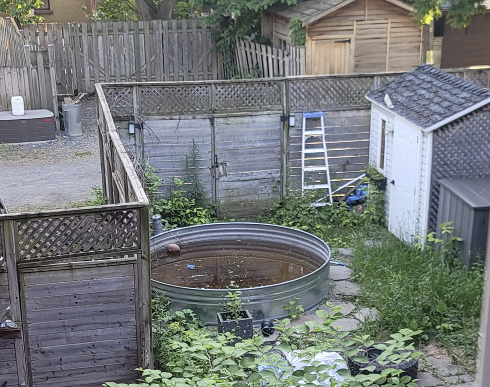 An overgrown garden and pool