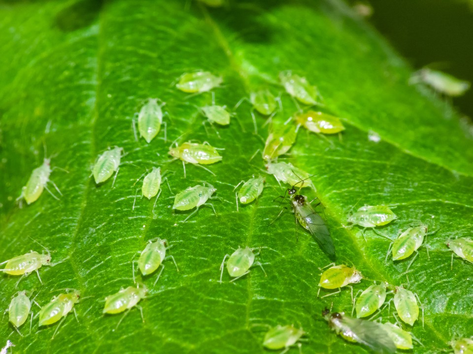 Aphids on a green leaf.