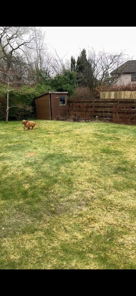 Moved into our new house (Scotland) 6 months ago with a very stressed lawn Moved into our new house (Scotland) 6 months ago with a very stressed lawn