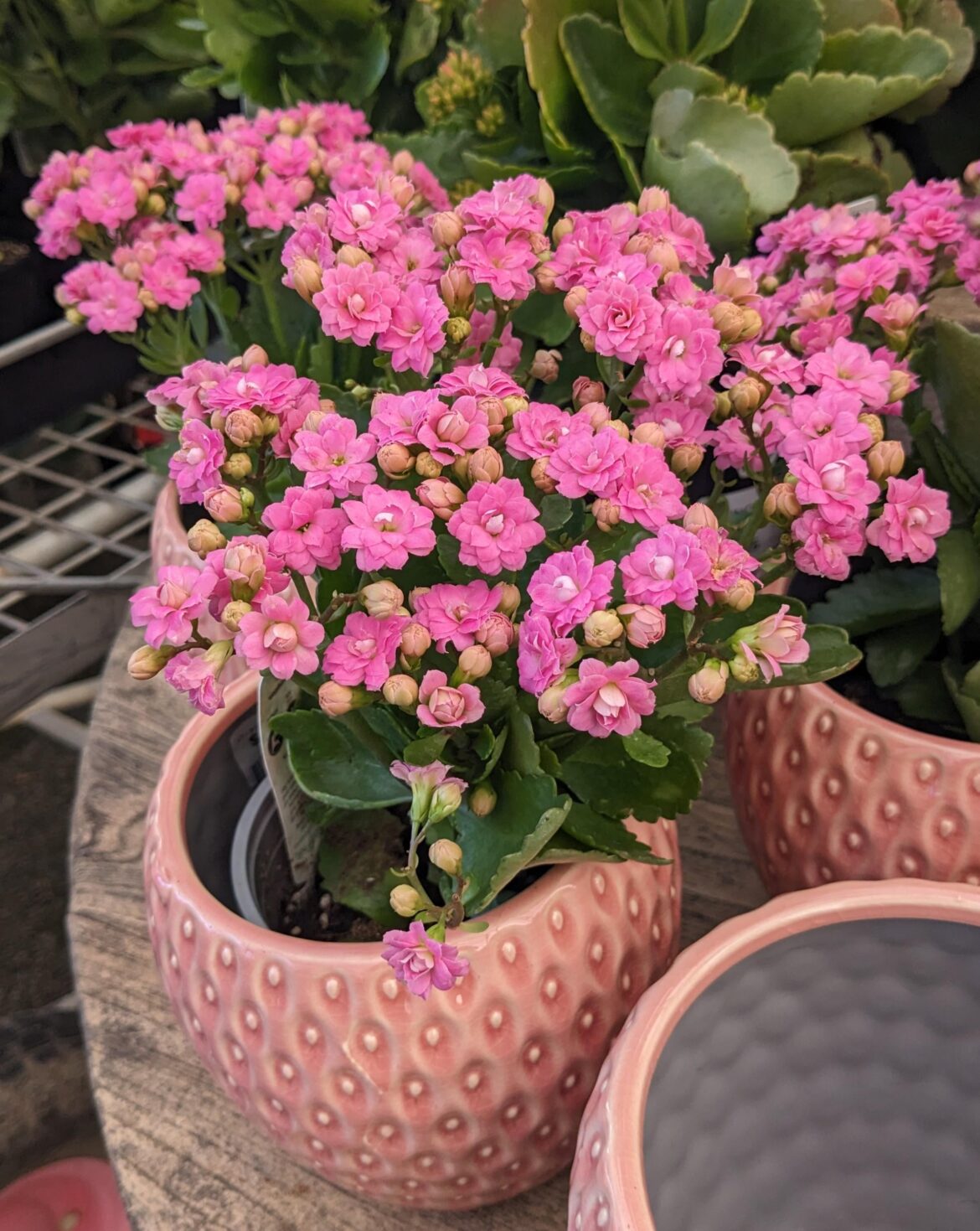 Kalanchoe flowers