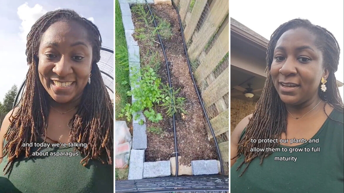 Gardener shares simple method to keep pests off of vegetable plants: ‘Awesome’ Reactions were filled with love as users pledged to adopt the money-saving hack.