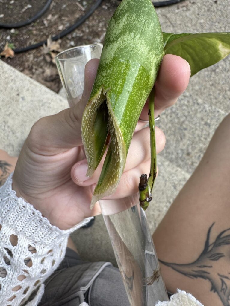 Are these roots?