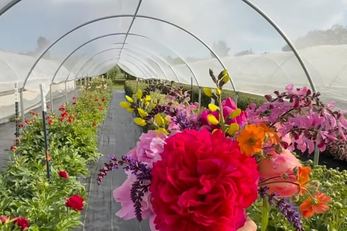 Fort Collins Flower Farm Goes Viral With $5 Summer Bouquet Deal Fort Collins Flower Farm Goes Viral With $5 Summer Bouquet Deal