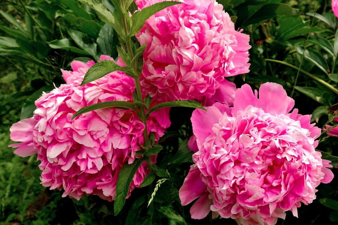 Visit Nichols Arboretum’s Peony Garden This June