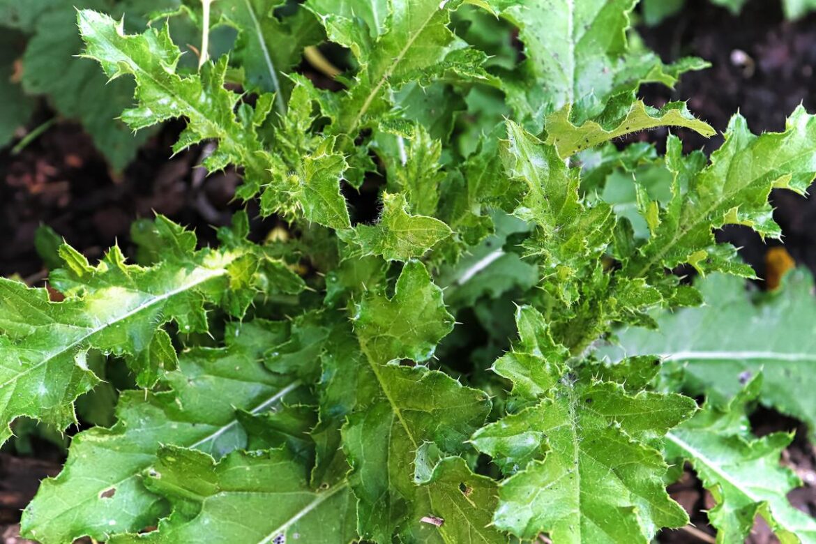 Why Thistles Are Taking Over Lawns In Minnesota Right Now
