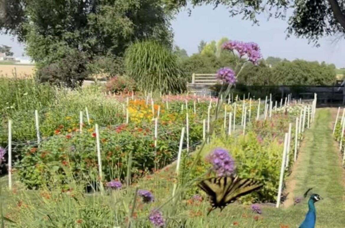 Viral Idaho Flower Farm Officially Opened For 2025 Season Viral Idaho Flower Farm Officially Opened For 2025 Season