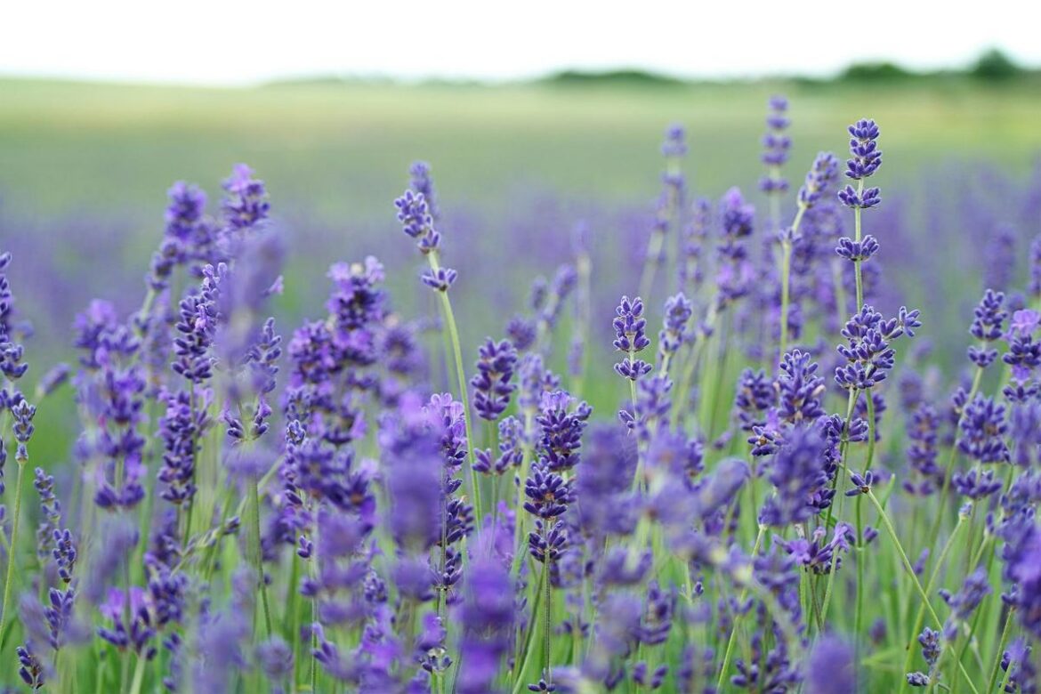 Explore Colorado’s Lavender Fields and Pick Your Own Bouquet