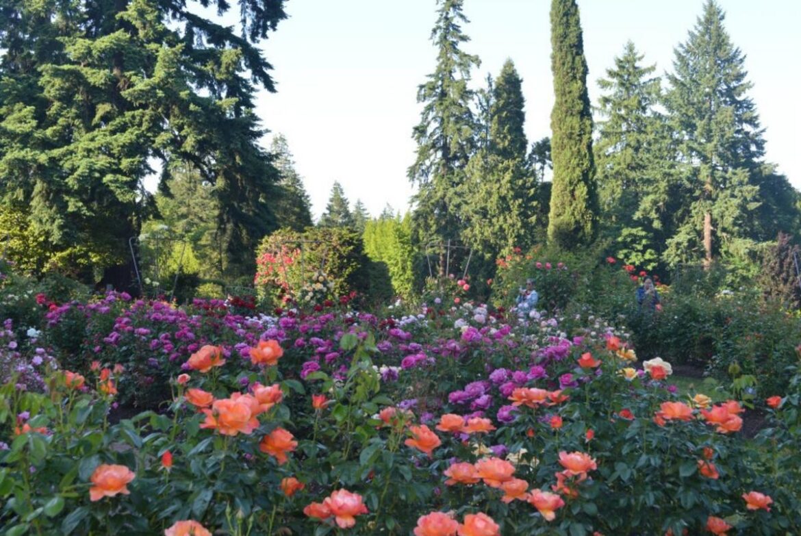 Portland’s love of roses has deep roots Portland’s love of roses has deep roots