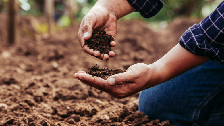 hands examining soil in garden