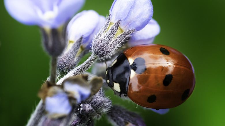 ladybug on blue flower