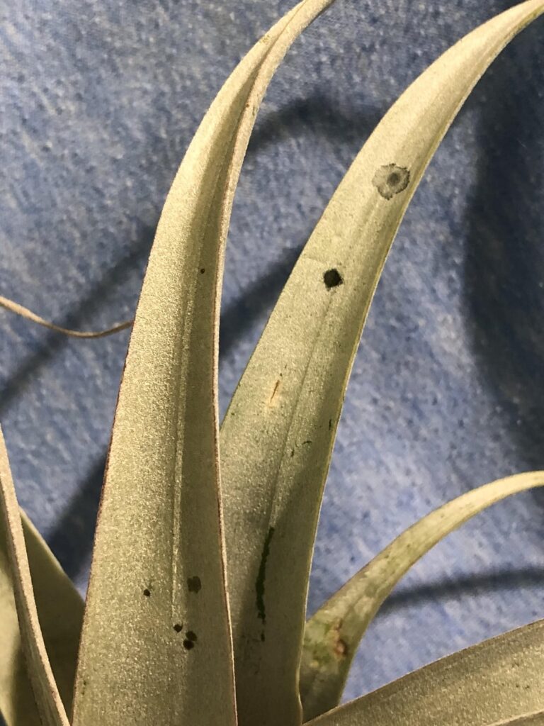 What is this?please don’t be disease or pests.