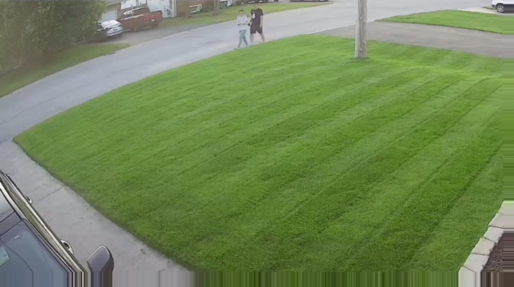 When she wants to walk on the lawn immediately after a fresh cut and stripe.