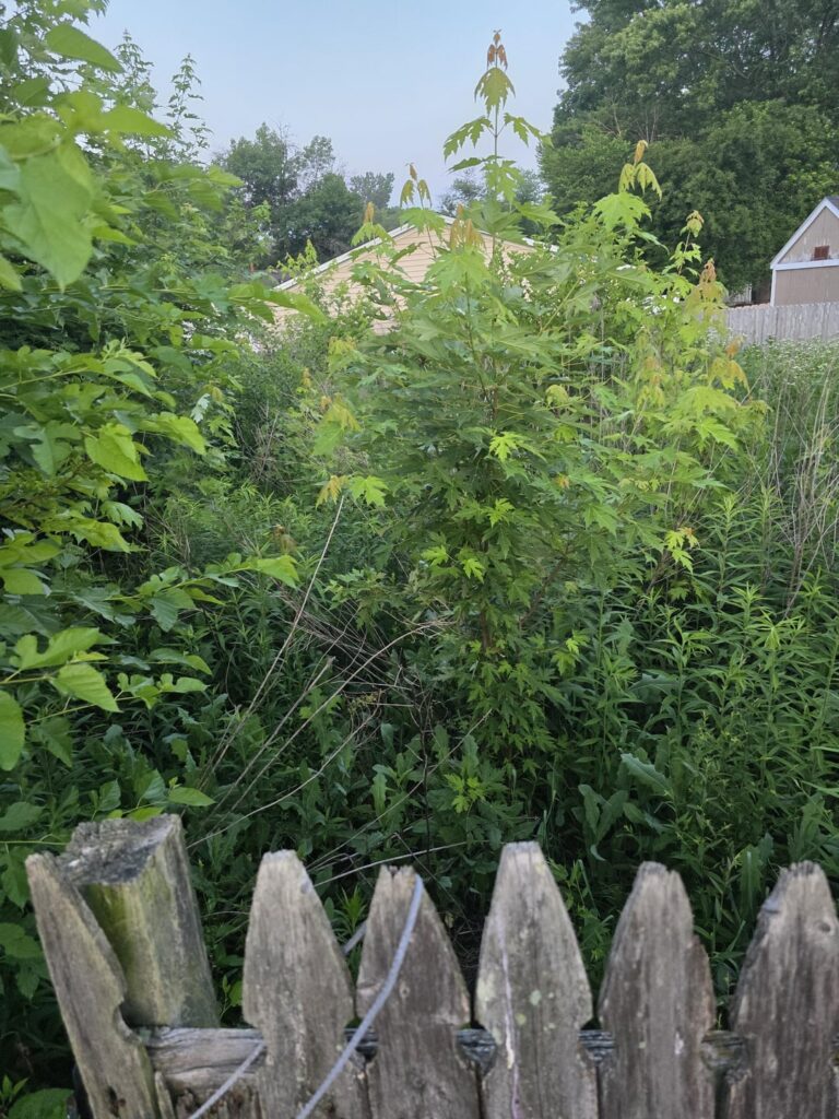 Severely overgrown back yard. Don't know how to handle