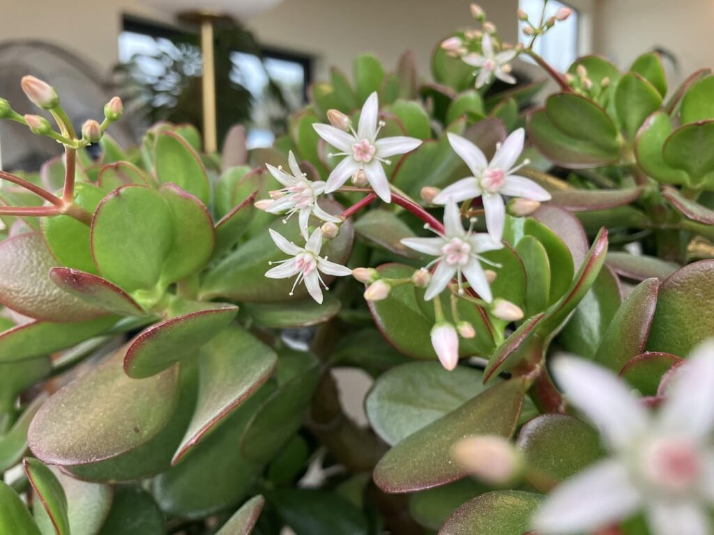 Our jade plant celebrating her 3rd birthday by flowering