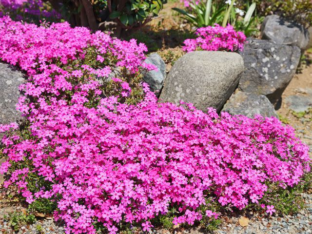 Getty Images / igaguri_1